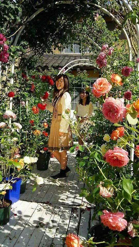 Strawberry Ice Rose Garden
