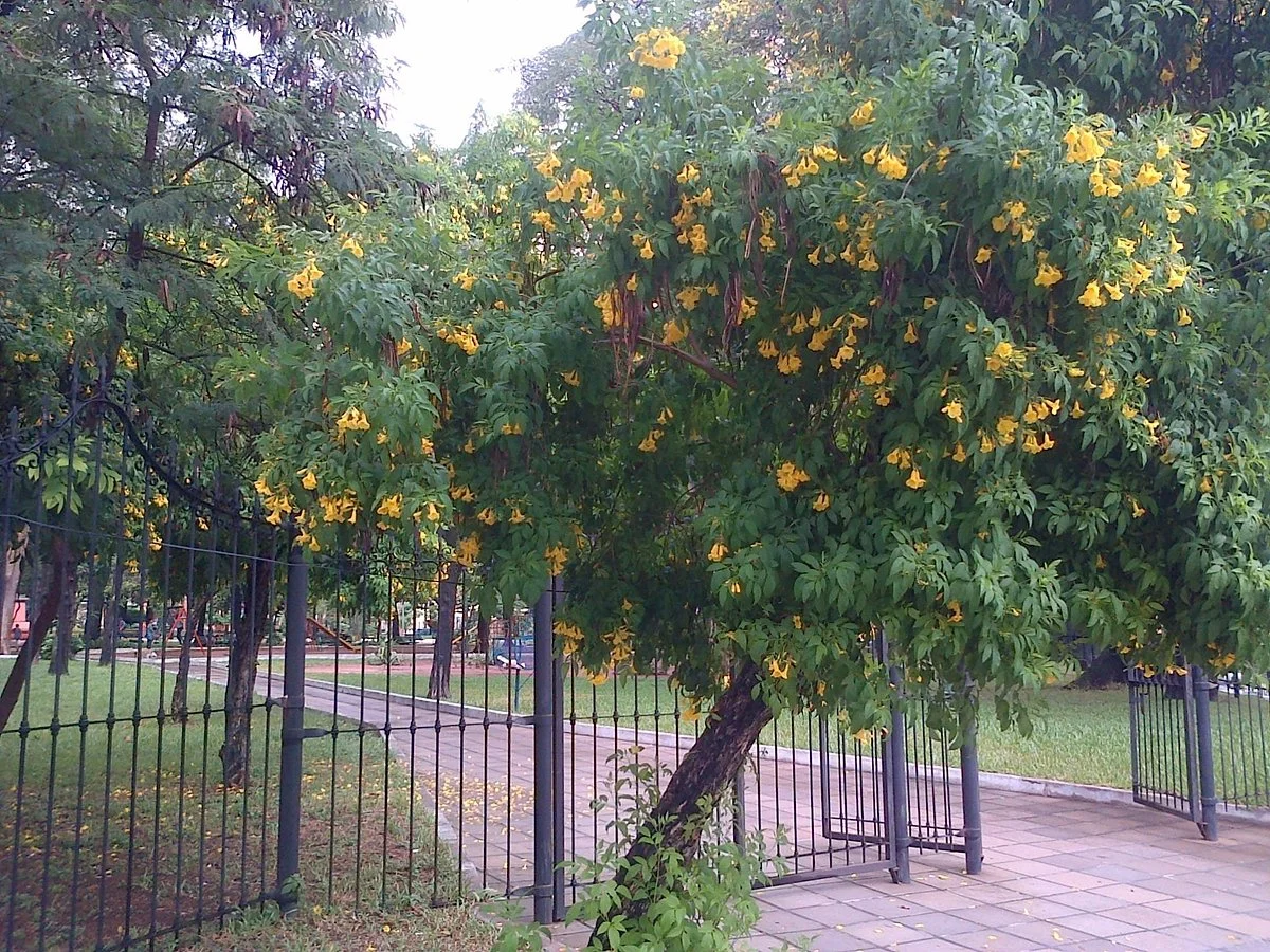 Plaza Infante Rivarola