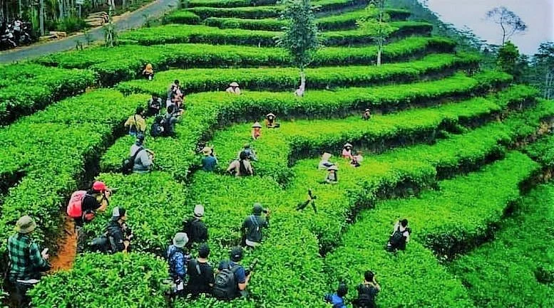 Nglinggo Tea Plantation