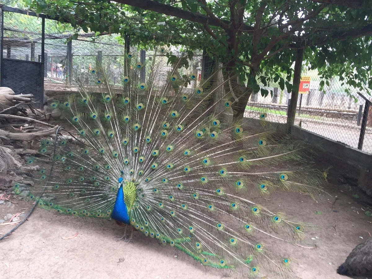 Jardín Zoológico