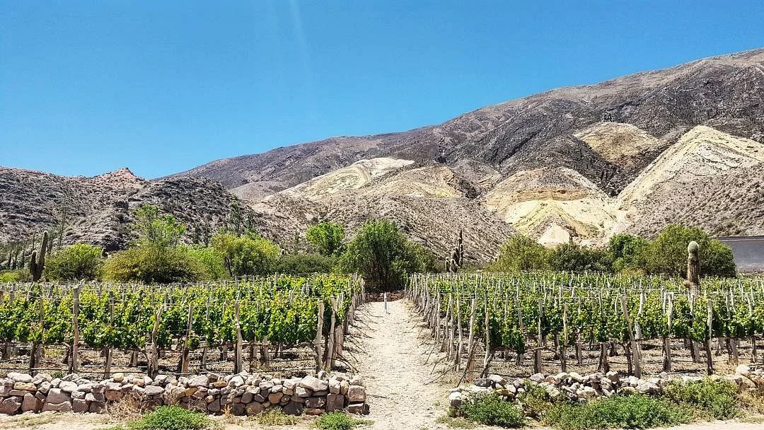 Bodega Fernando Dupont