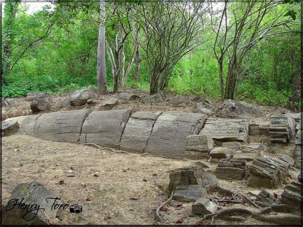 Bosque Petrificado Puyango