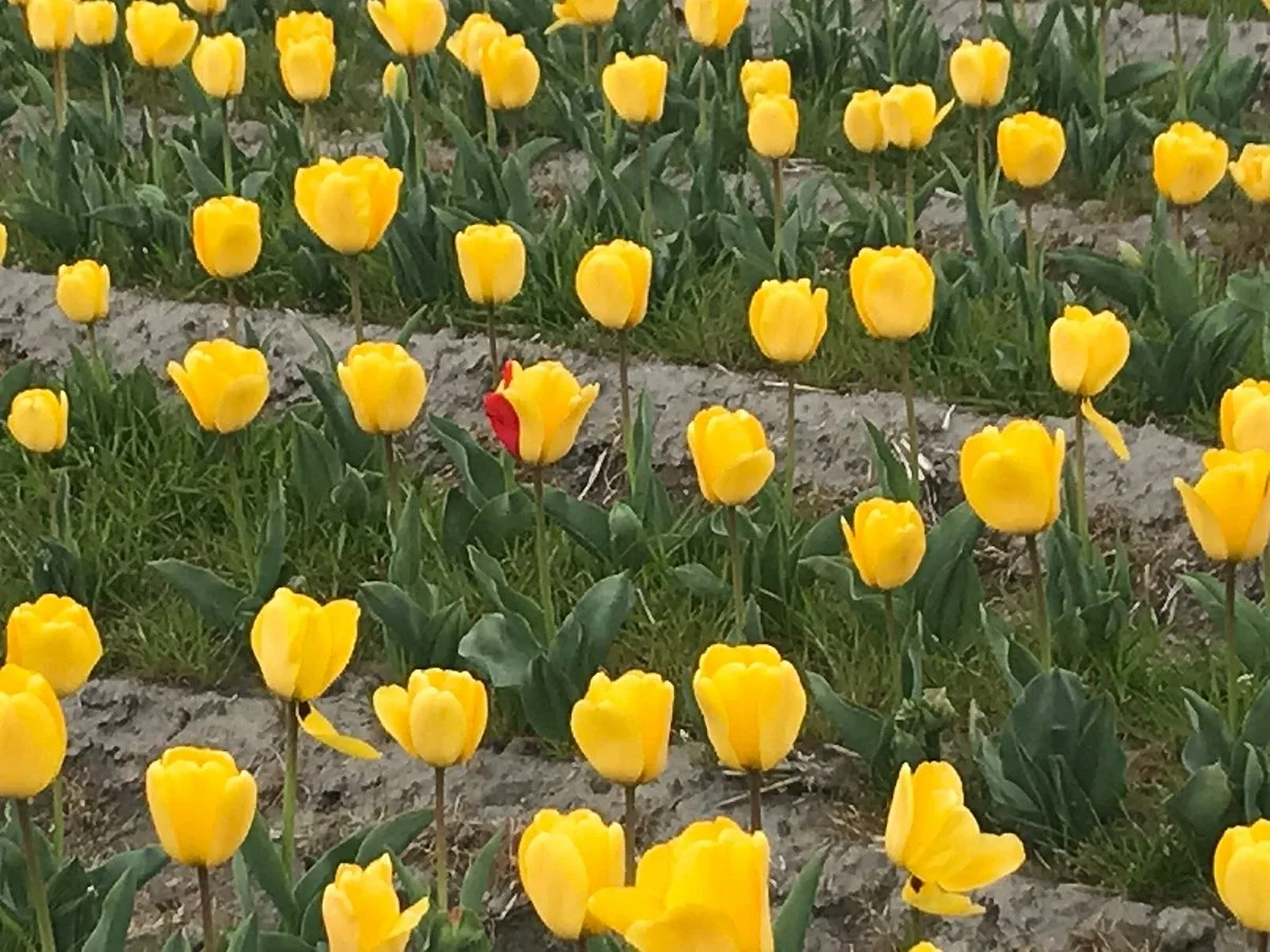 Hamura Flower and Water Festival