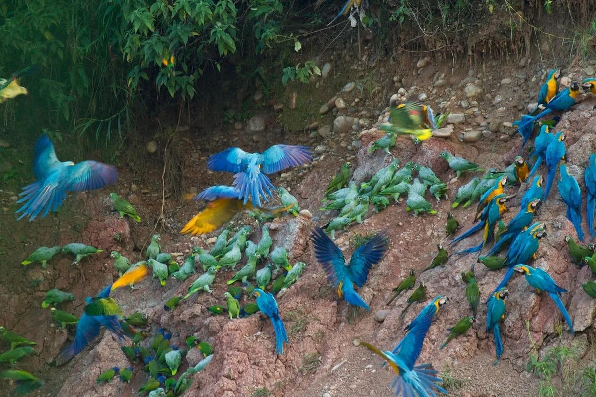 Colorado Macaw Clay Lick