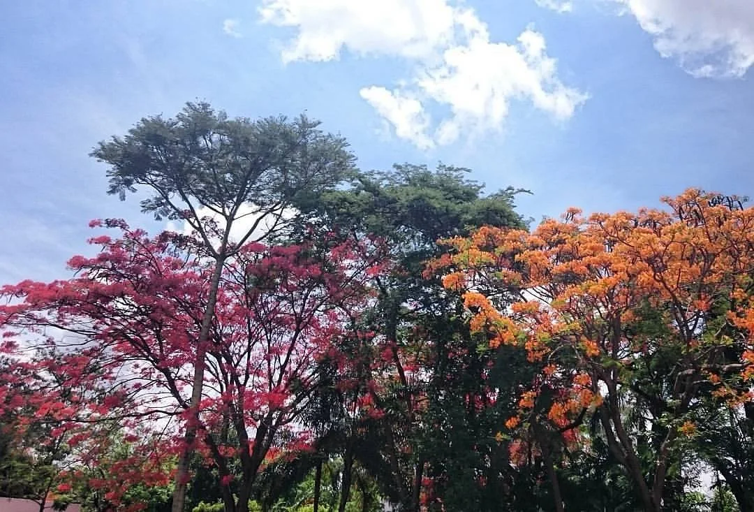 Parque Vivencial II do Lago Norte