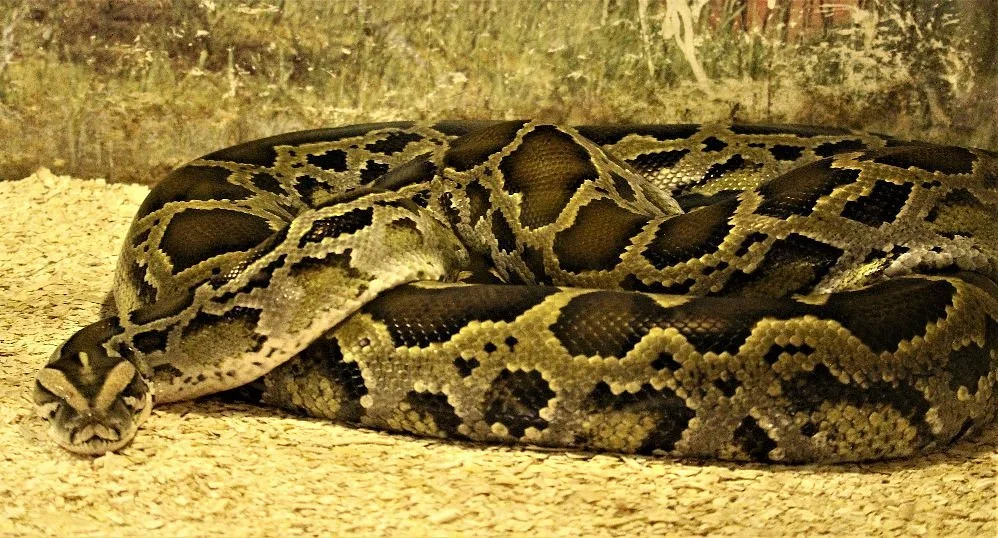 Zoologico Serpentario Mendoza