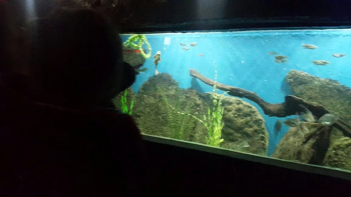 Acuario