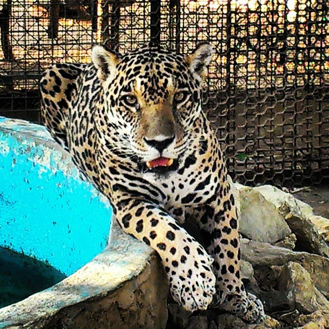 Zoologico de Paraguana