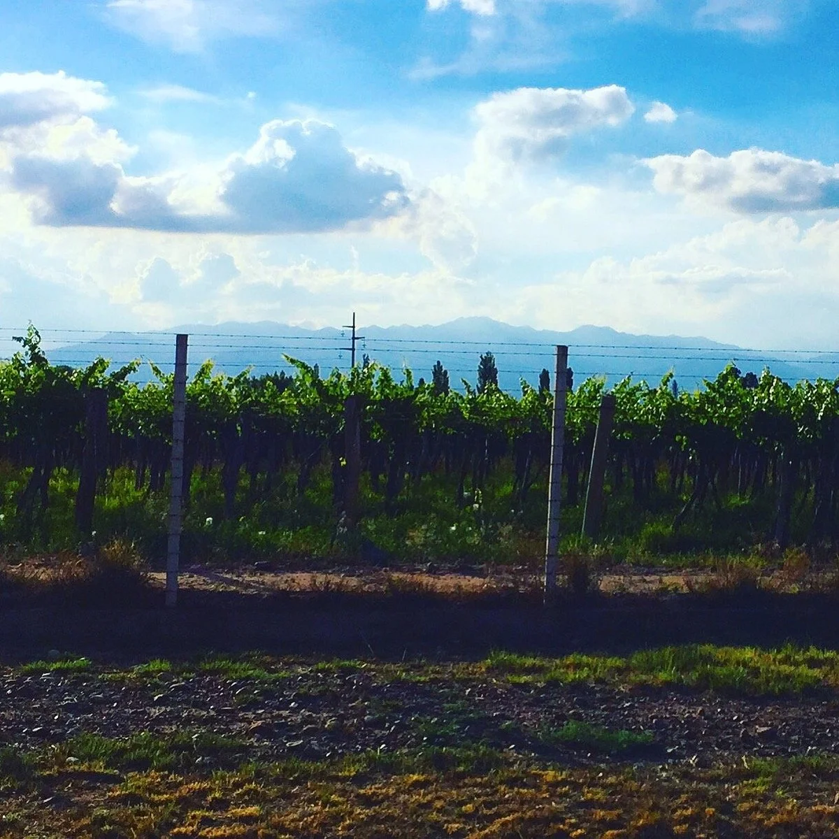 La Añorada Bodega y Viñedos
