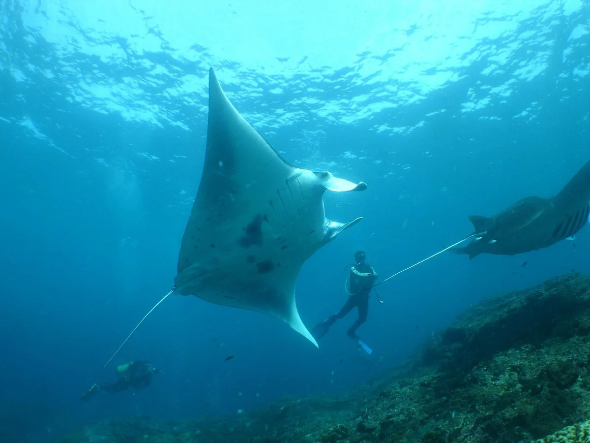 BE Bali Tour - Day Tours