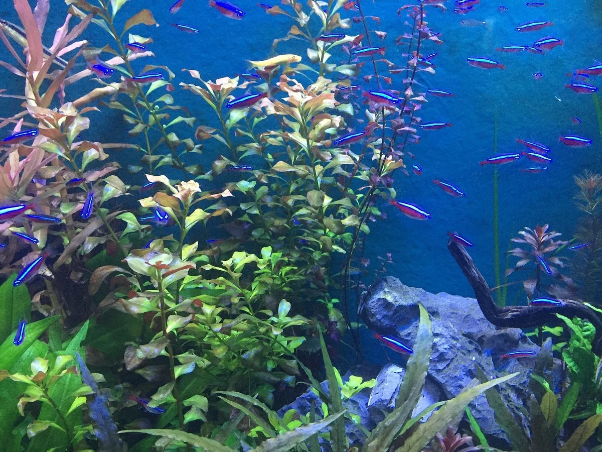 Lotte World Aquarium