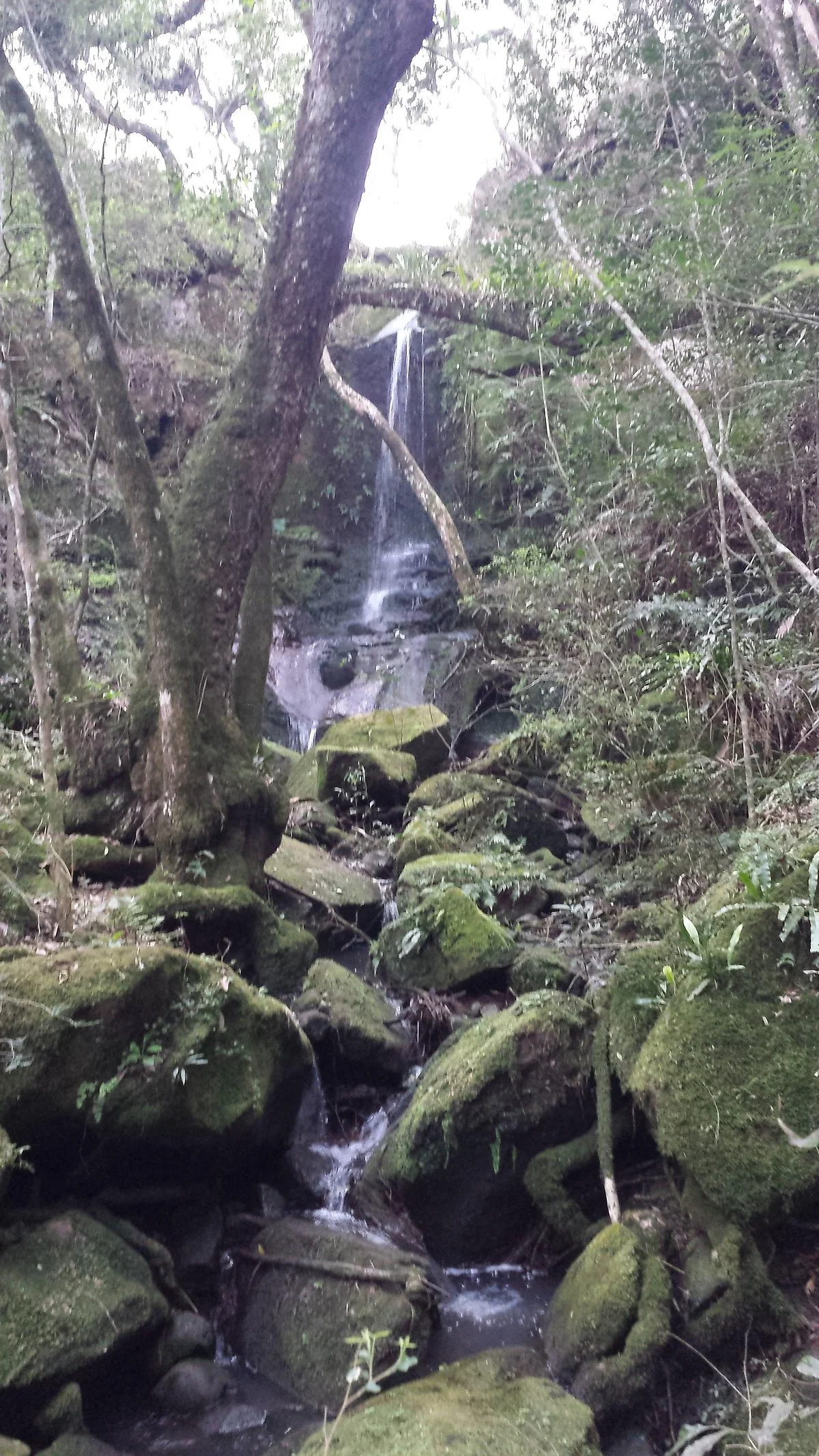 Gruta de los Helechos