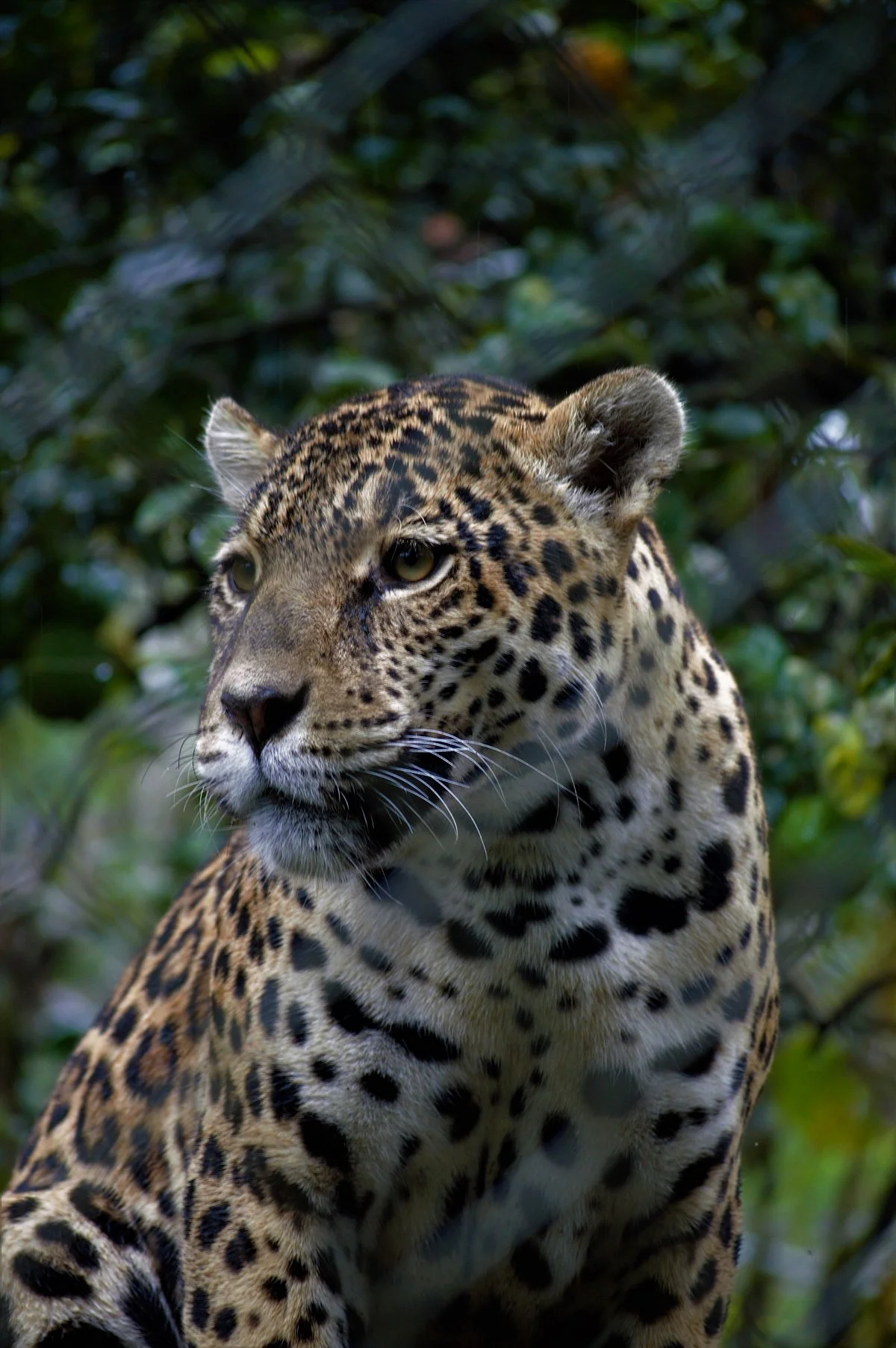 Los Jaguares Rescue Center
