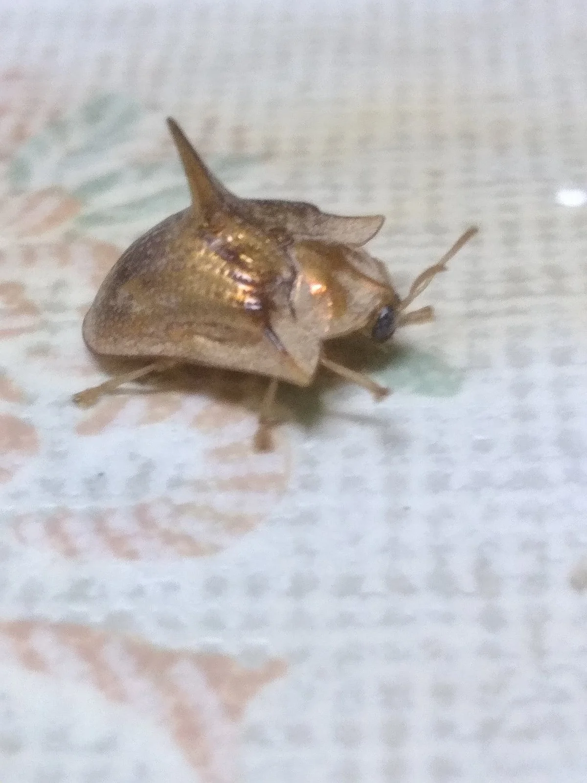 Museum of Insects