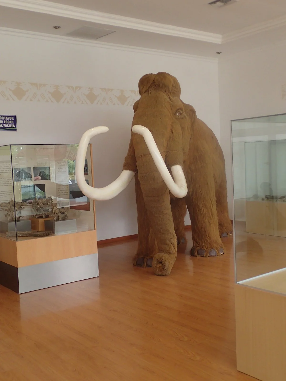 Museo Paleontologico Megaterio