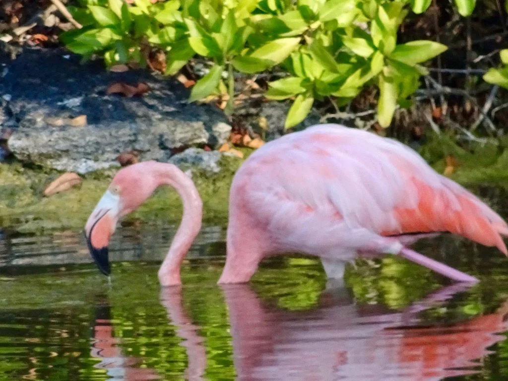 Laguna Salinas
