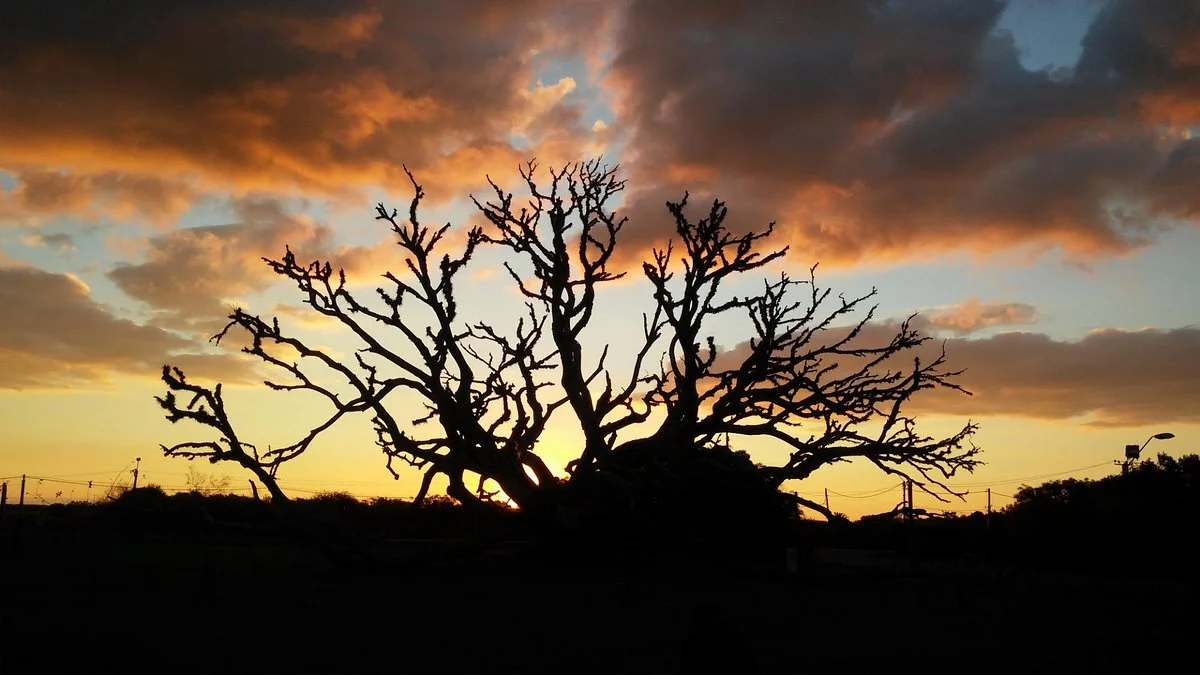 Arbol Timbo