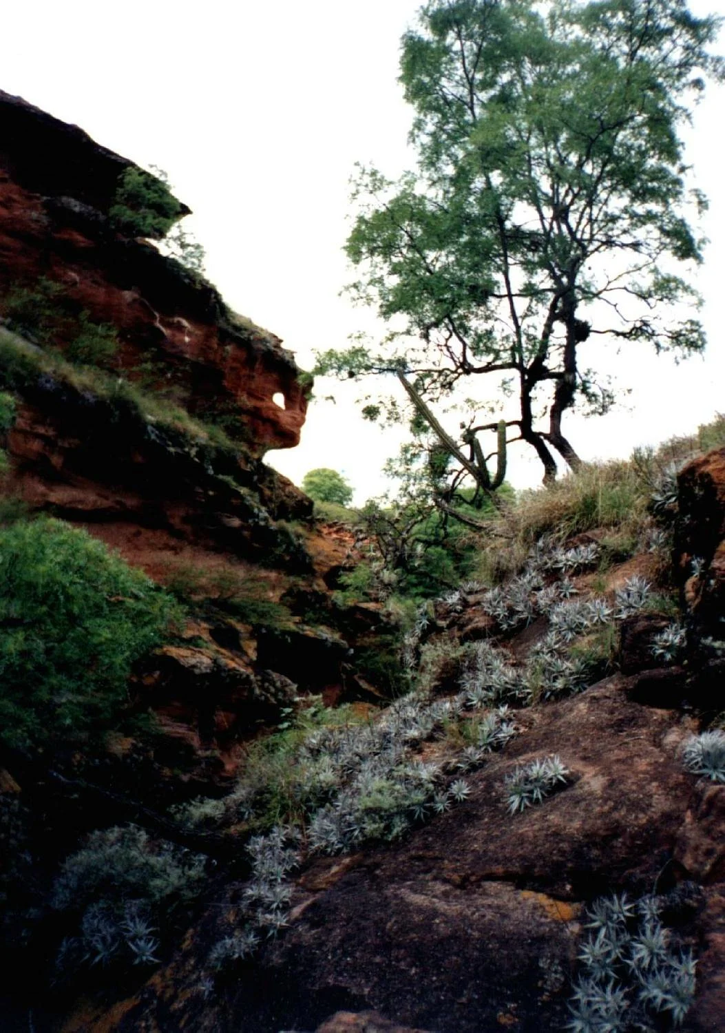 Canon del Ojo del Lagarto