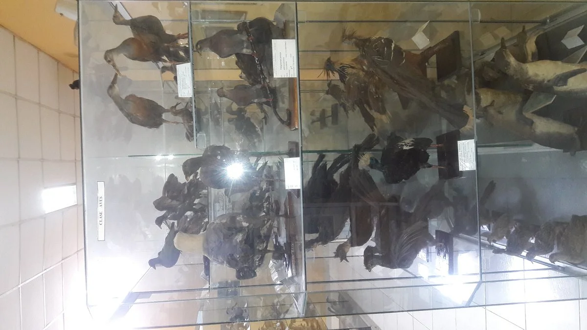 Museum of Zoology