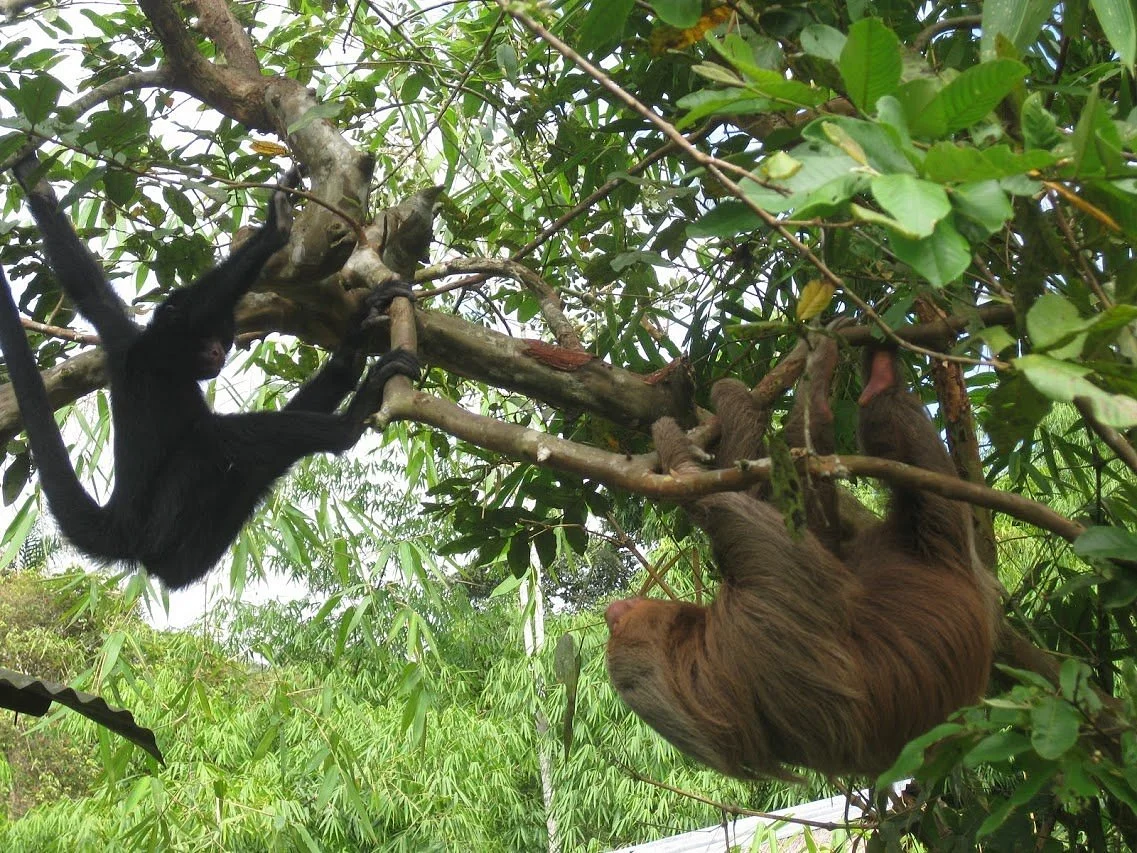 Dos Loritos