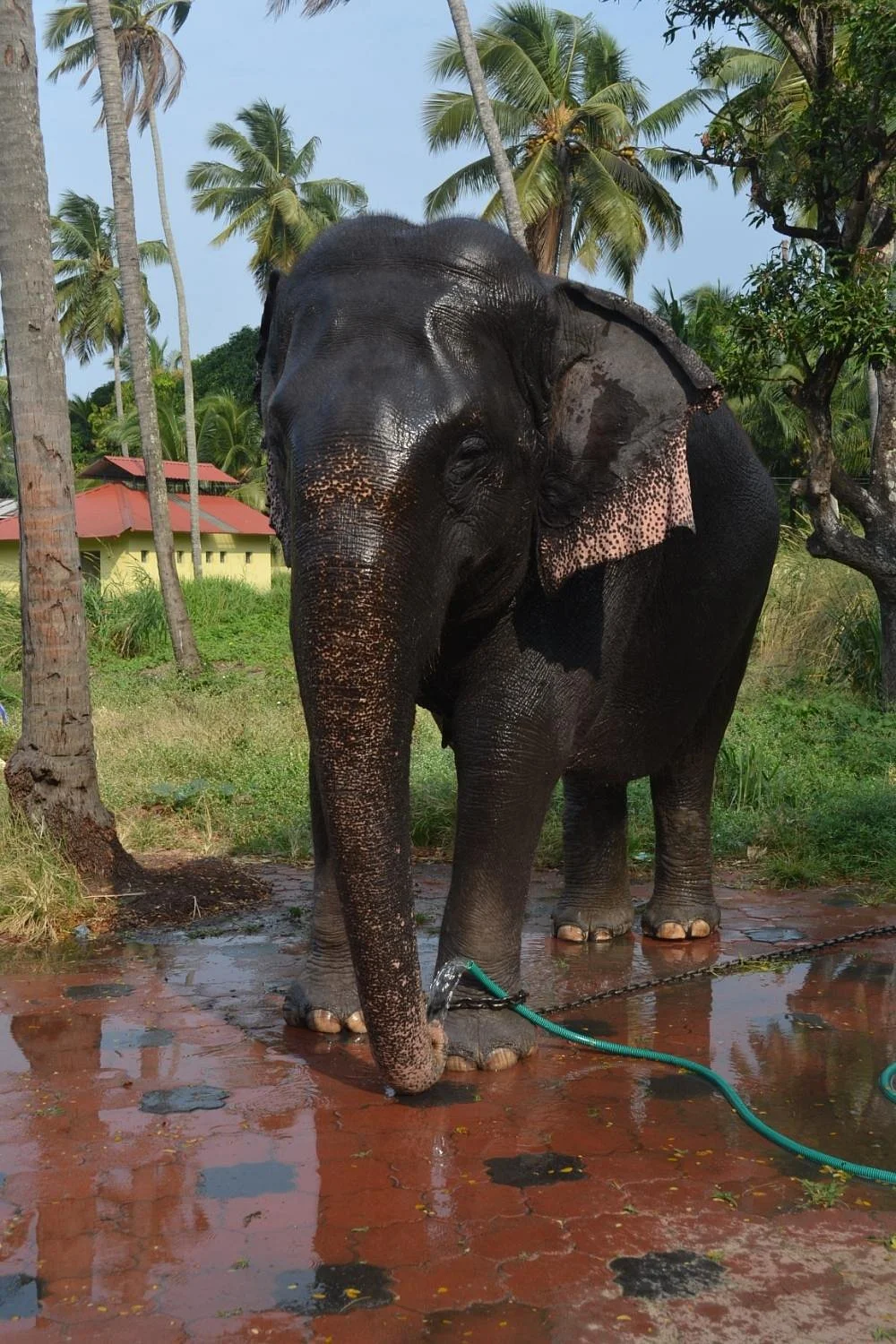 Elephant Camp Sanctuary
