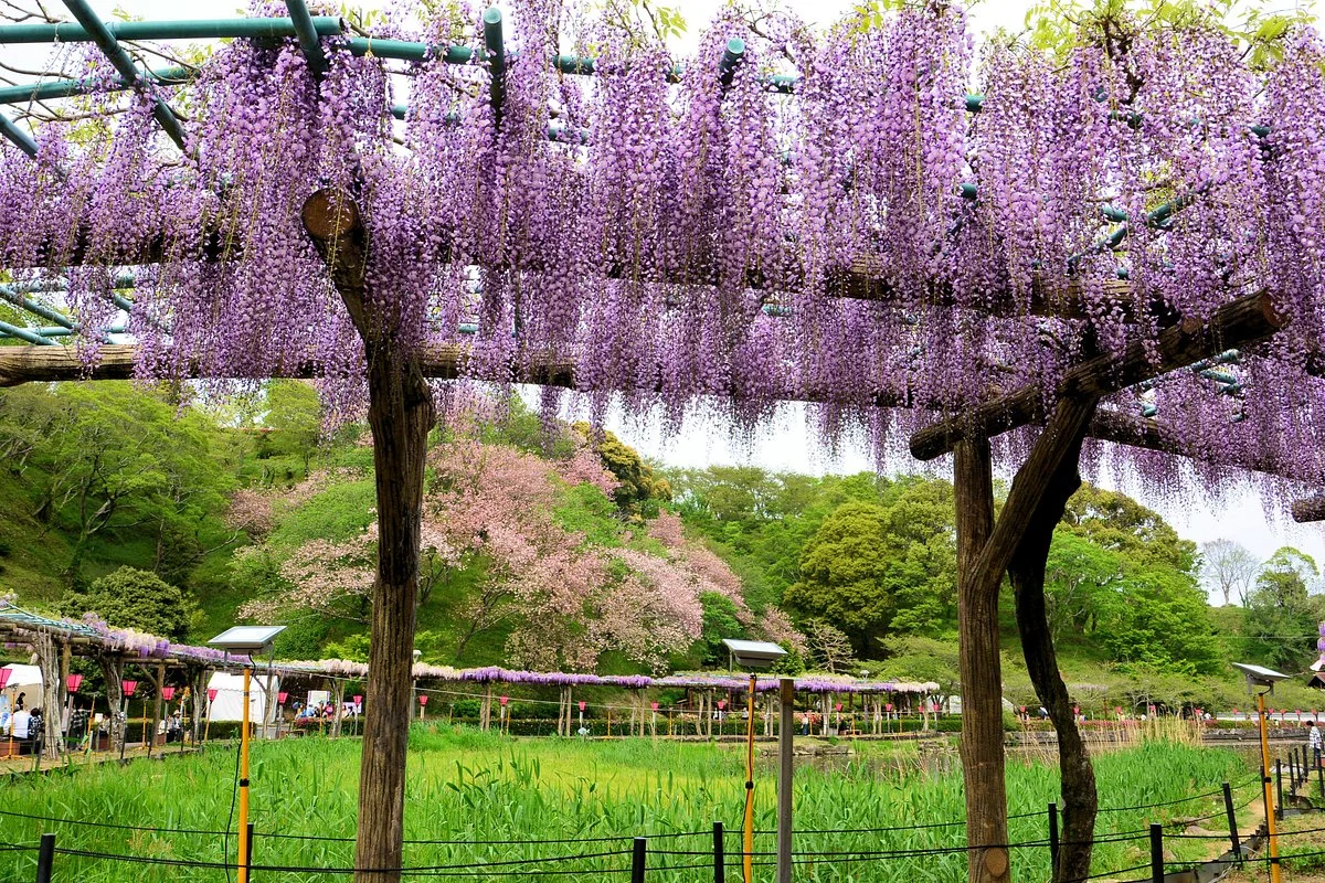 Rengejiike Park Fuji Festival