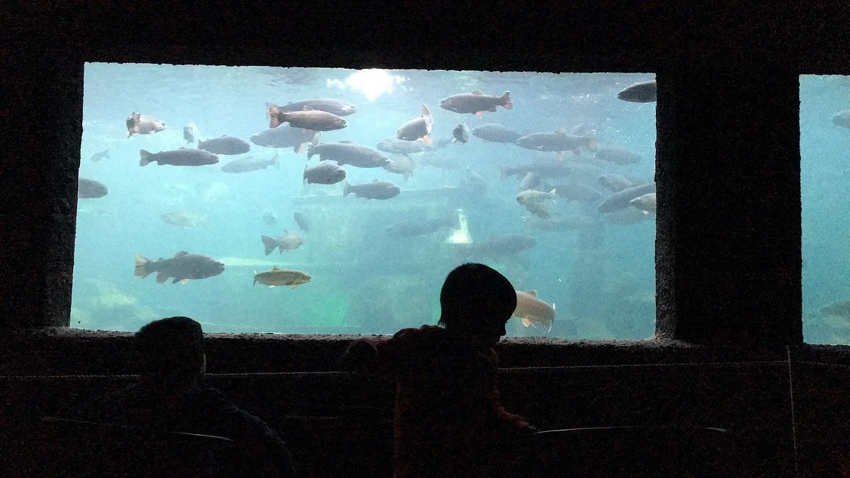 Acuario Lago Puyehue