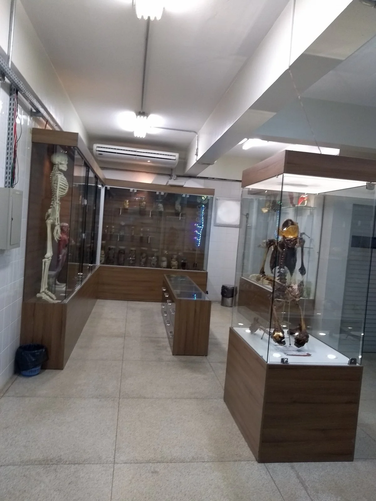 UFPA Museu de Anatomia Humana e Funcional