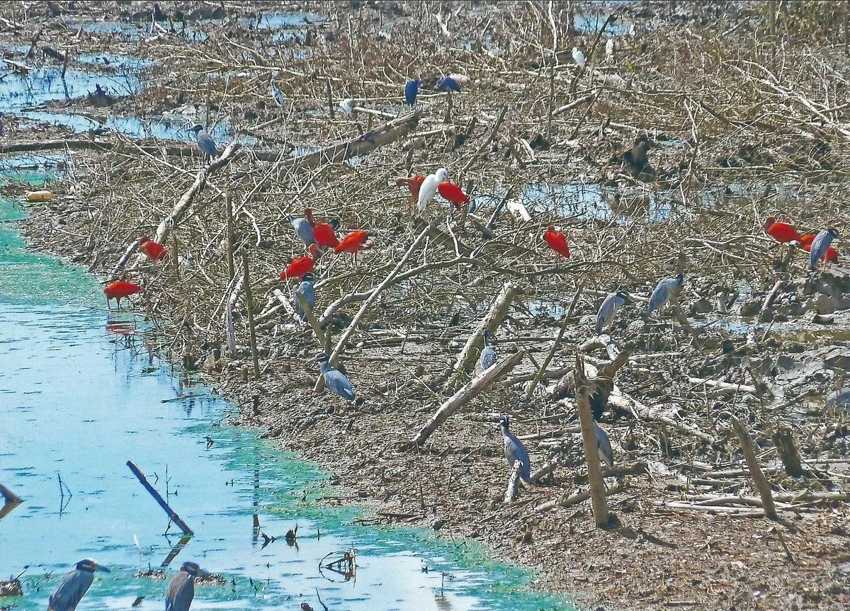 Cayenne River