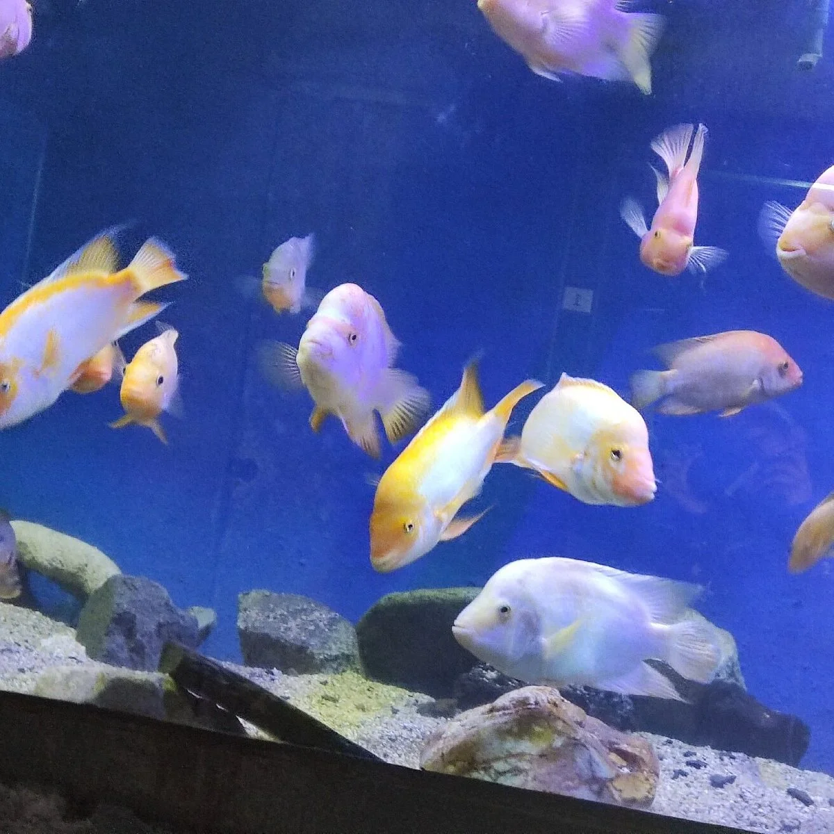 Acuario de Santiago