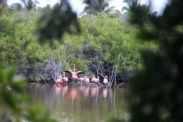 Posada de flamengos