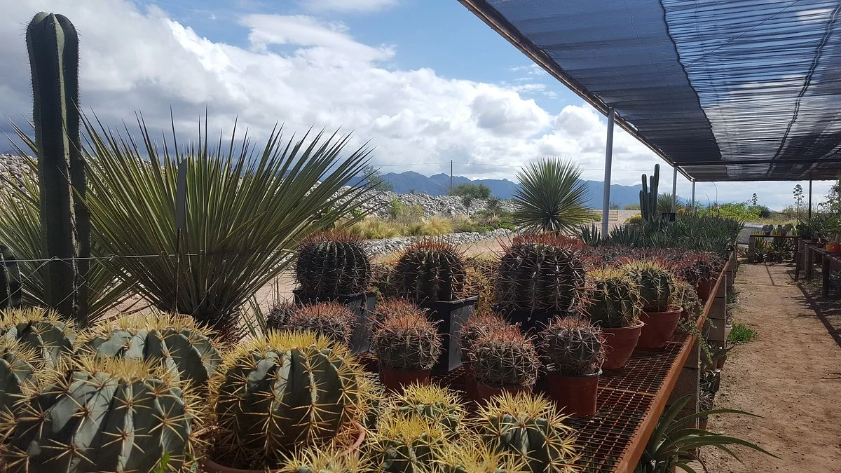 Jardin Botanico Chirau Mita