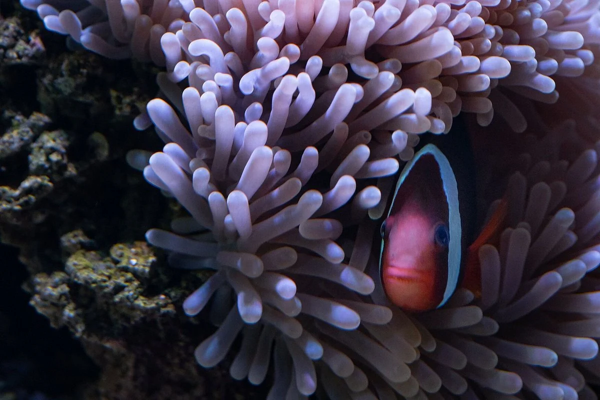 Bangalore Aquarium
