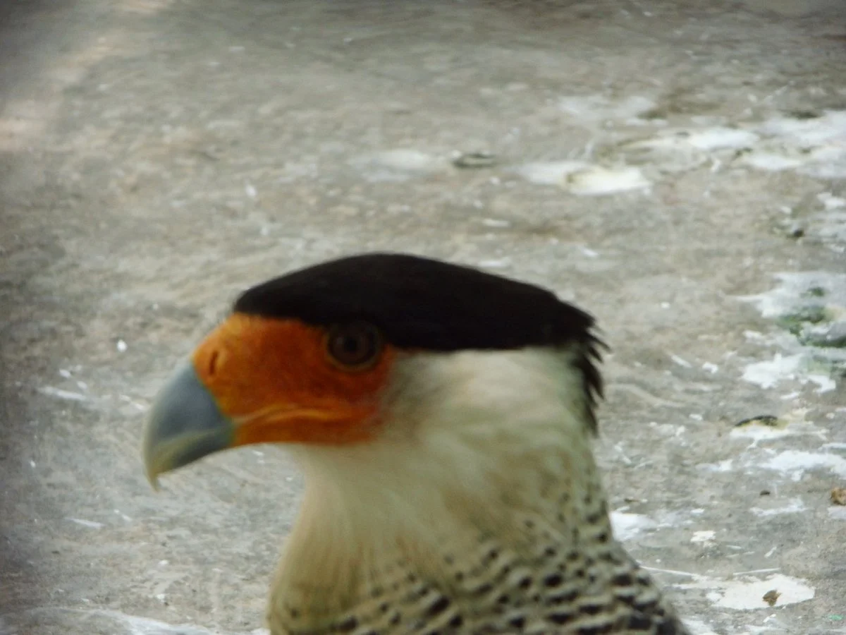Parque Zoologico La Guaricha