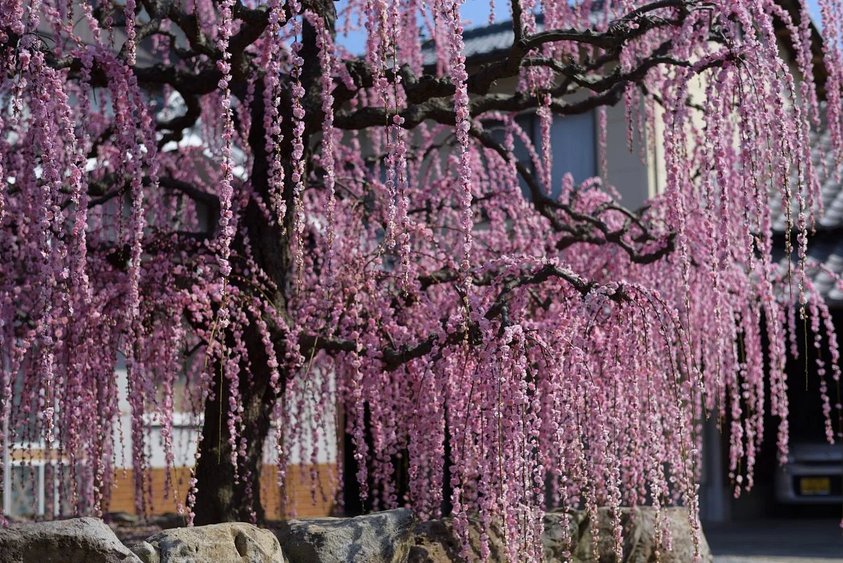Hotarumi Park