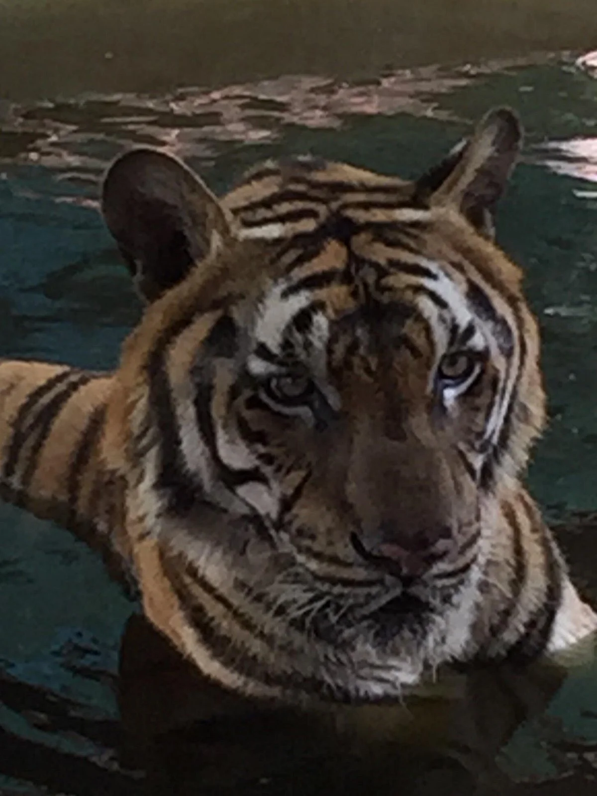 Samui Aquarium and Tiger Zoo