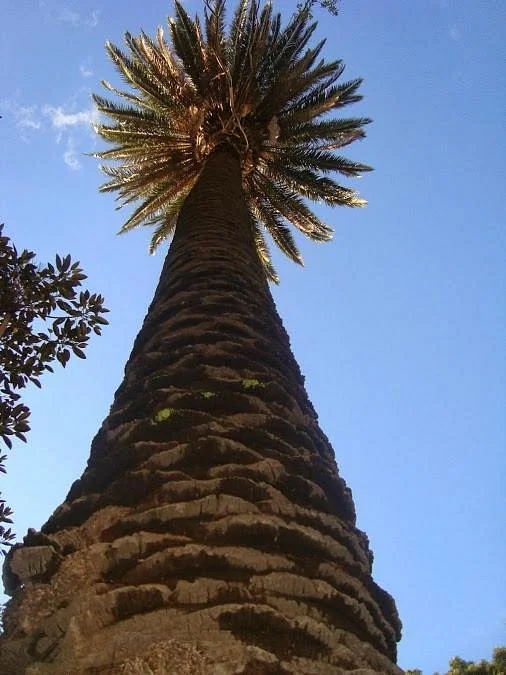 Palmera de Avellaneda