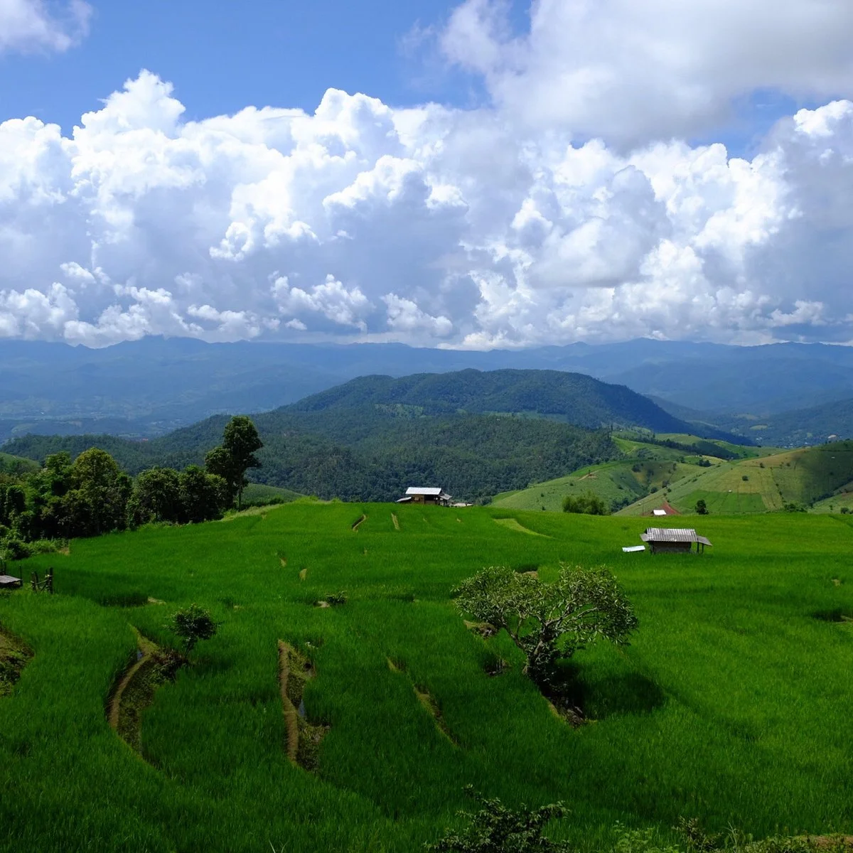Pa Pong Pieng