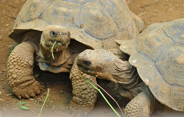 Ecuador and Galapagos Insiders