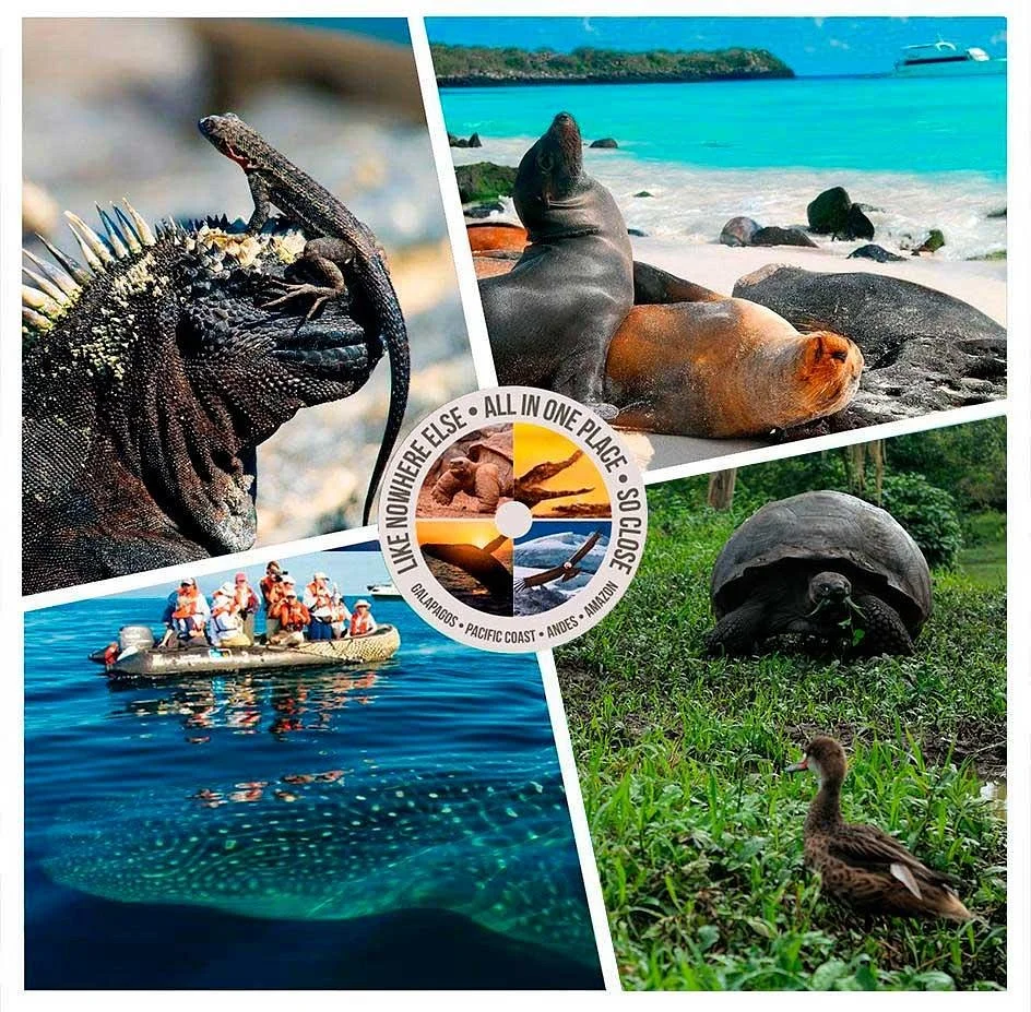 Midland Travel