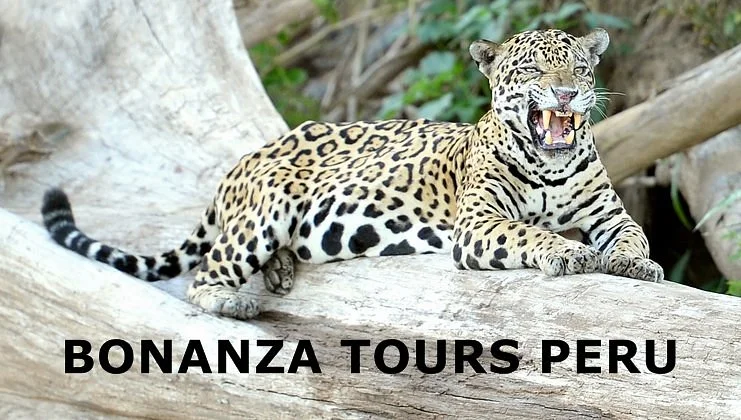 Bonanza Tours Peru
