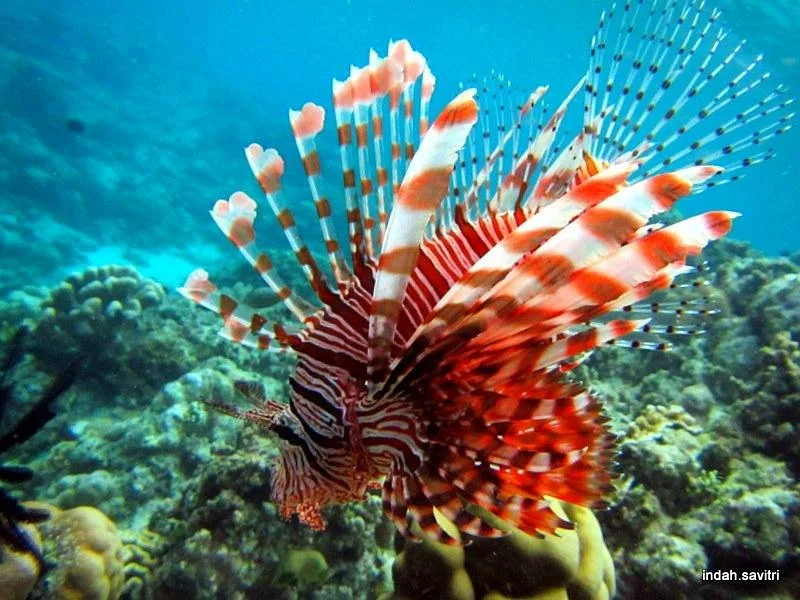 Lembeh Strait
