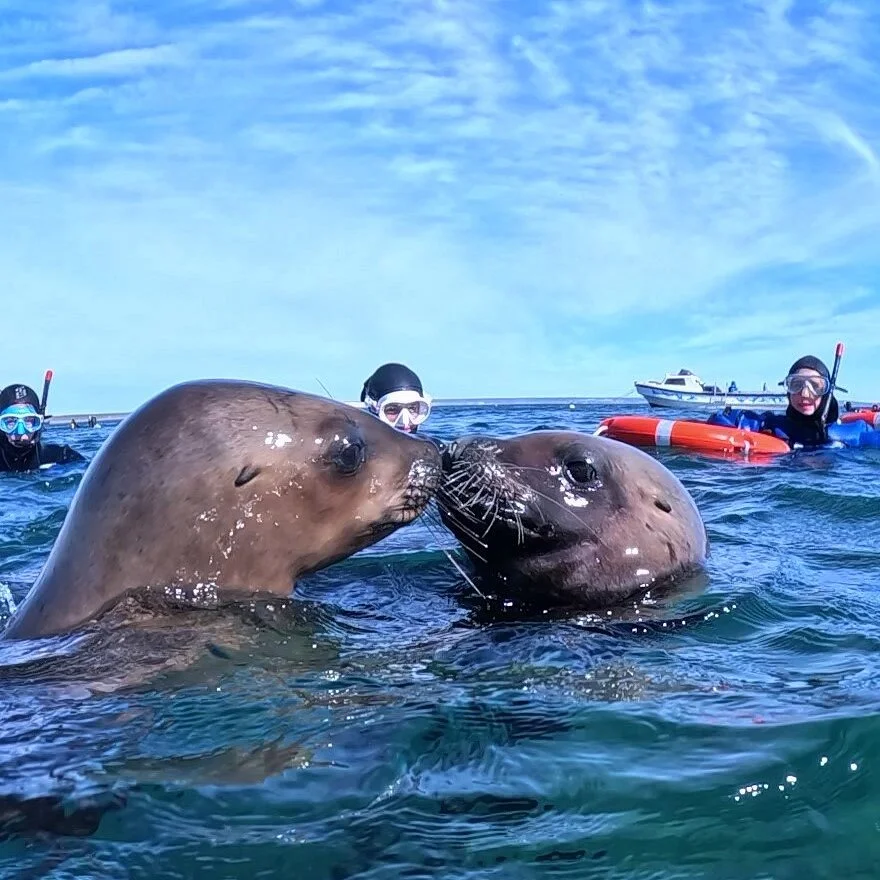 Madryn Buceo