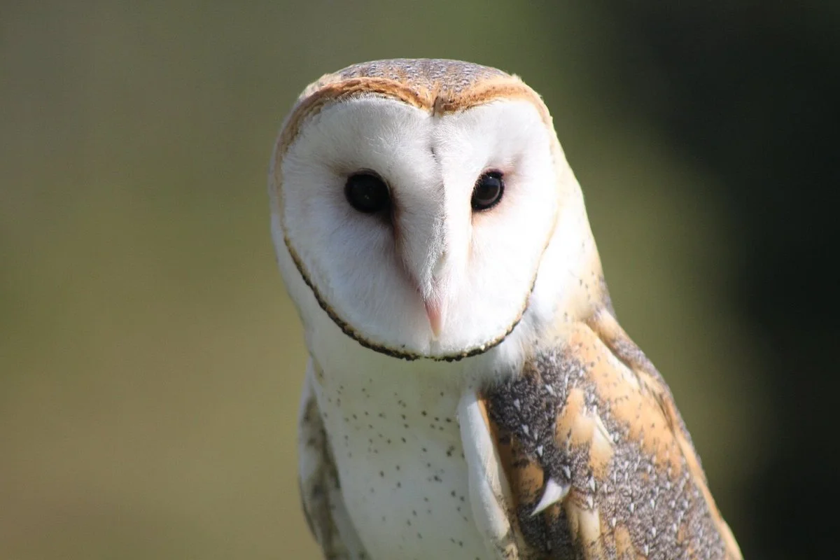 ArtFalcon Falcoaria