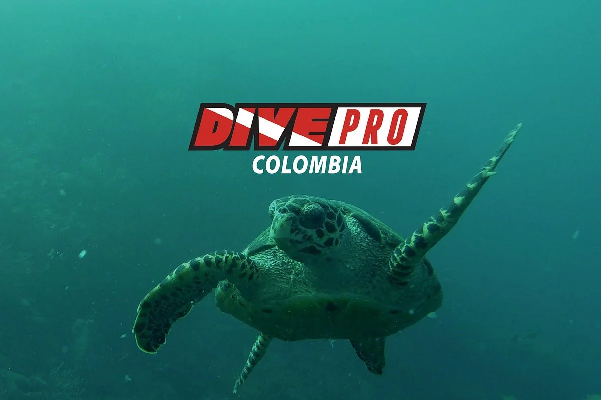 Dive Pro Buceo