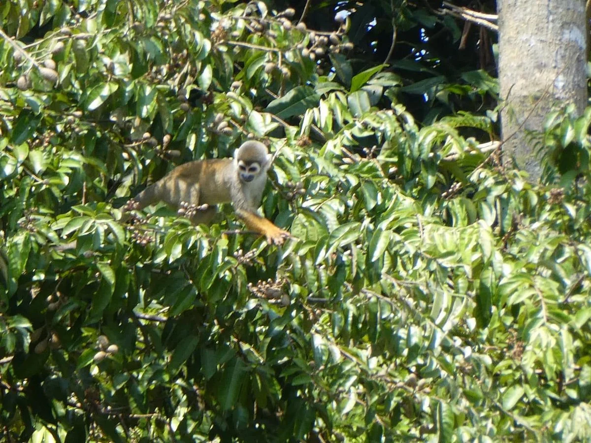 Amazon Fronteras Jungle Tours