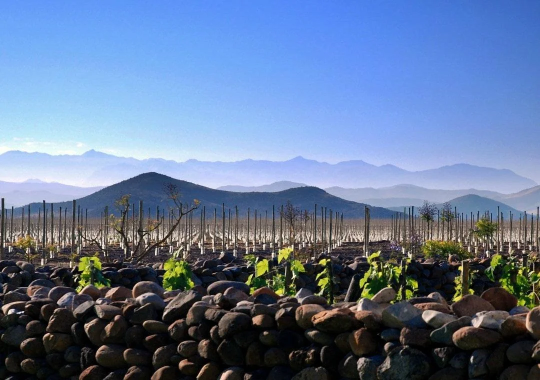 Bodega Wine Tours