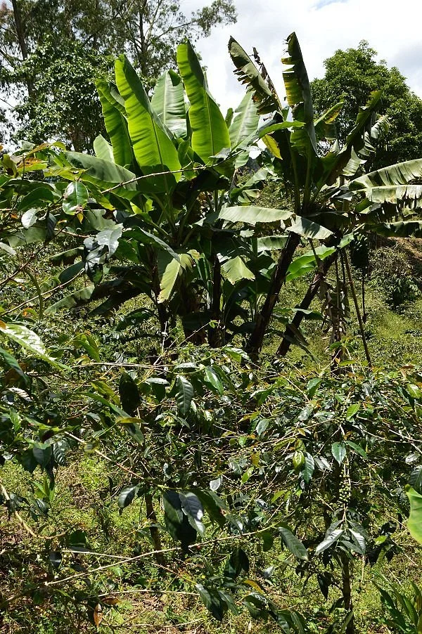Finca Momota