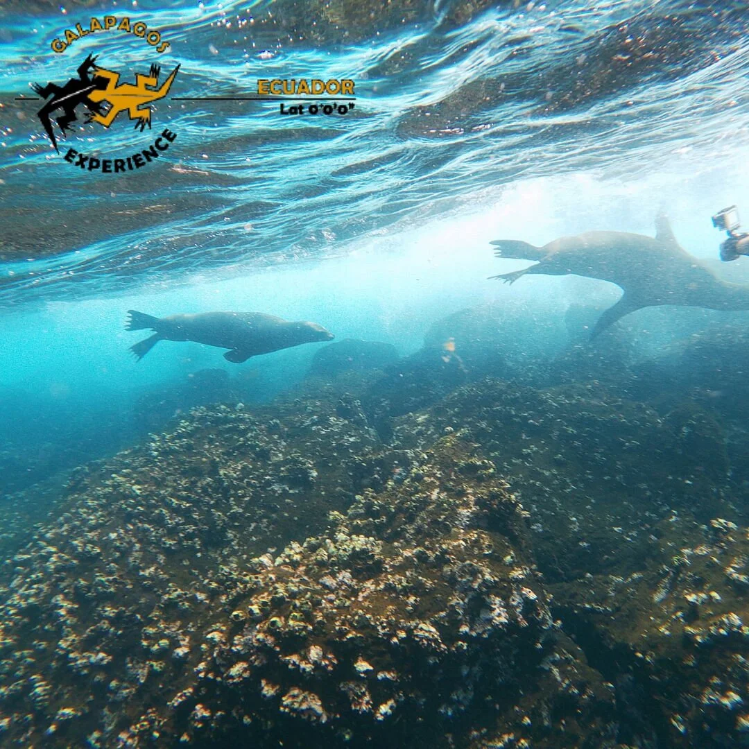 Galapagos Experience