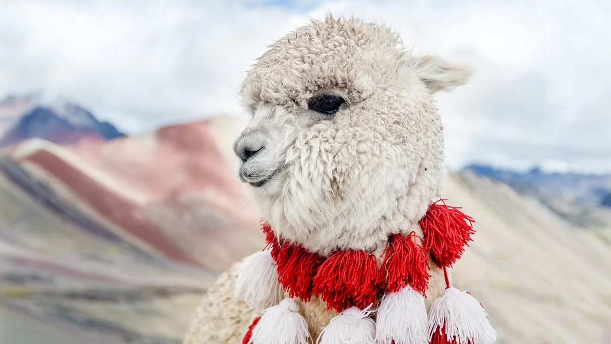 Willka Cusco